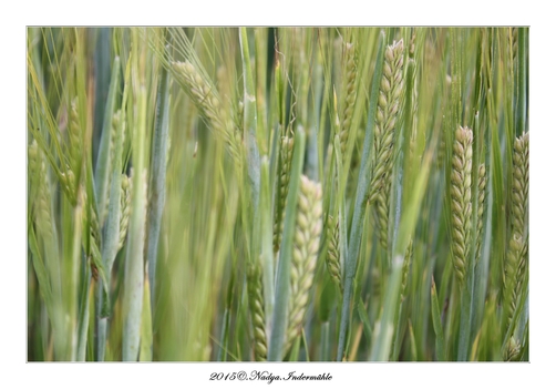 Le blé, 2015