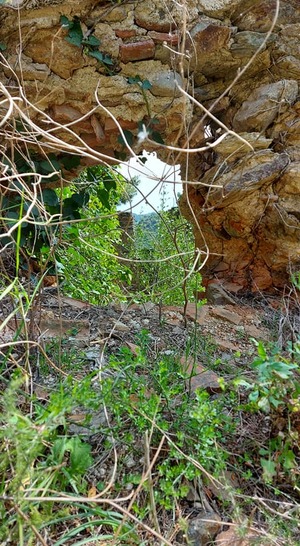 Peut être une image de arbre et nature