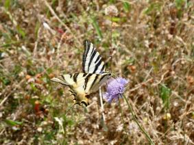 Peut être une image de fleur et nature