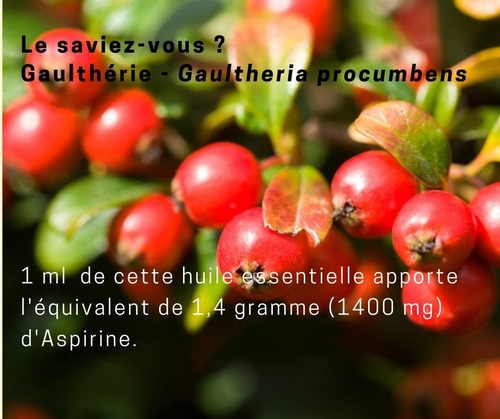 Gaultheria procumbens - Simon Lemesle, d'Astérale