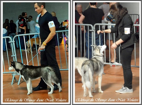 Expo de Castres (27 octobre 2013)