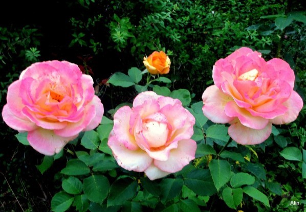 k08---3-roses.JPG