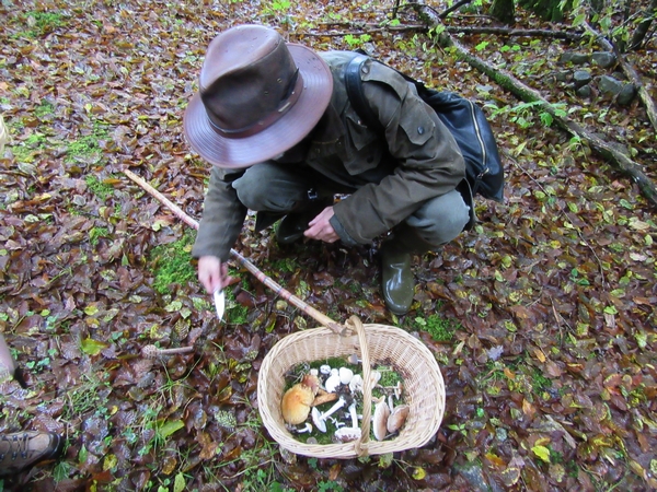 Les membres de la Société Mycologique du Châtillonnais ont effectué un  séjour dans les Vosges à la recherche d'espèces différentes de champignons....