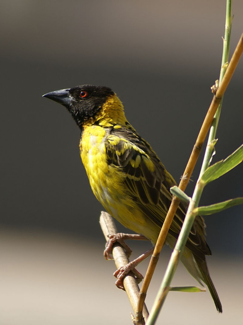 8/4/21 : L'Île de la Réunion un paradis pour les oiseaux