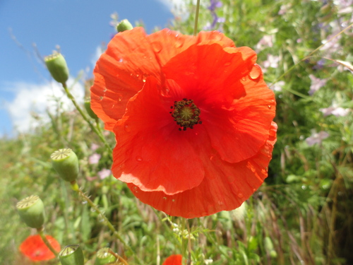 Fleurs rouges