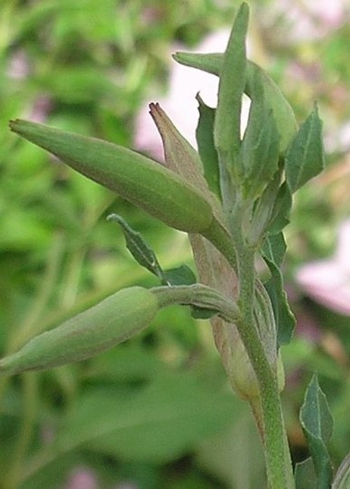 Fleurs cultivées : Oenothère