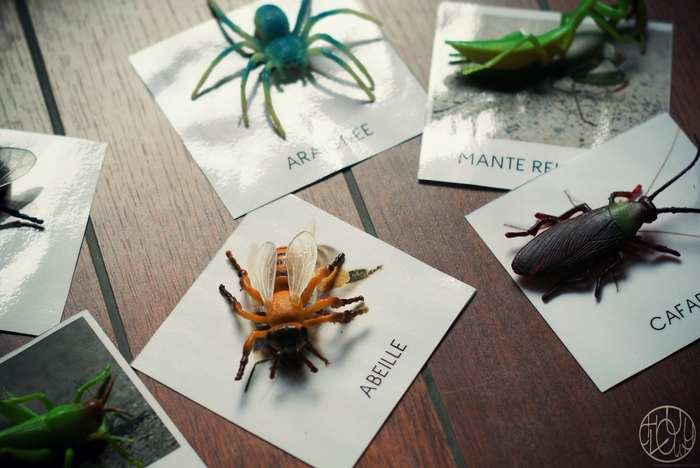 Un p'tit jeu sur les insectes (inspiration Montessori)