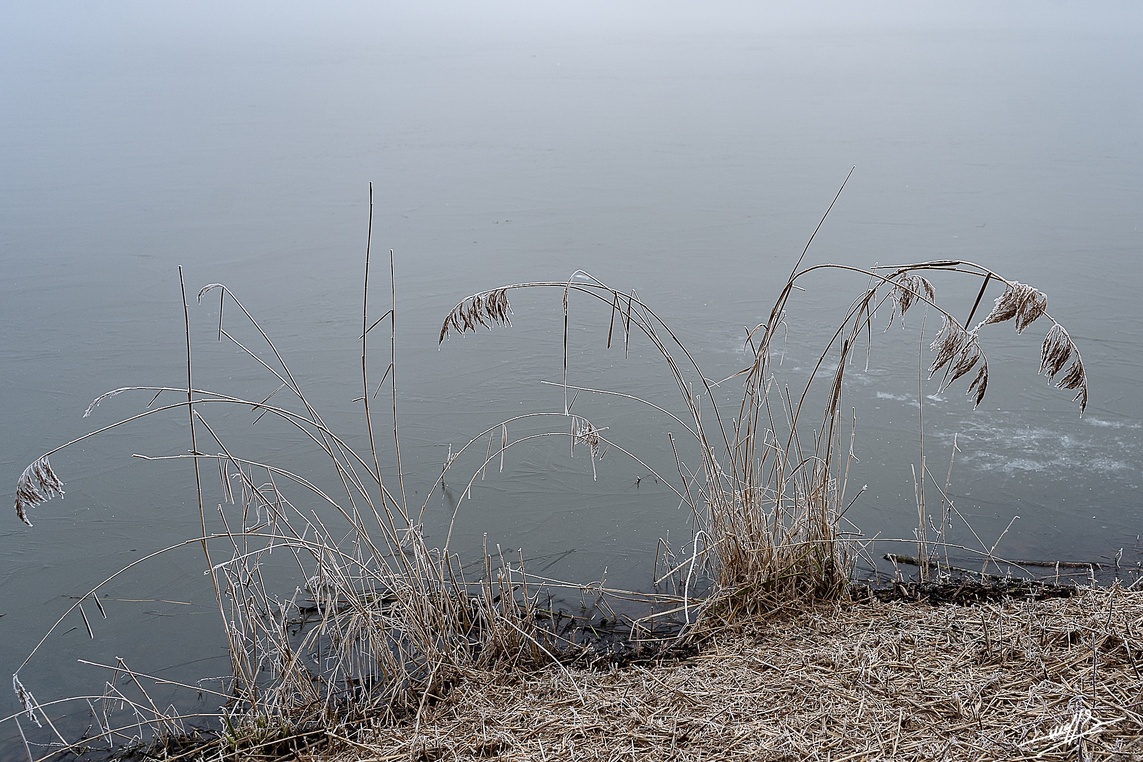 Les étangs de Bresse par un temps de gel