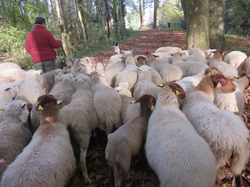 La transhumance des moutons à Malesherbes