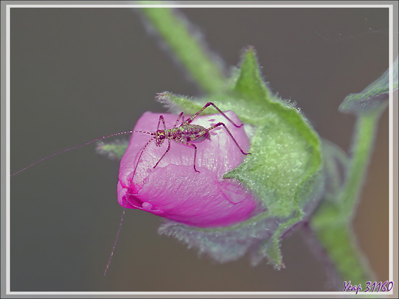 Leptophye ou sauterelle ponctuée, Speckled bush-cricket (Leptophyes punctatissima) - Lartigau - Milhas - 31