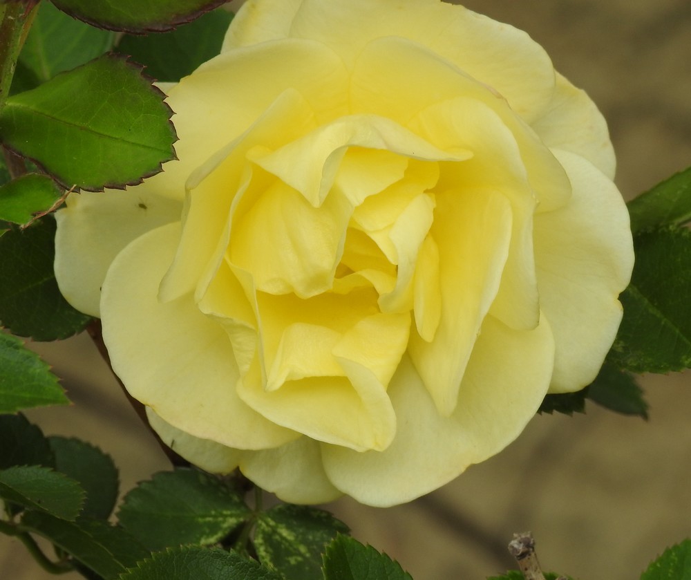 Les roses du jardin en avril-mai 2019...