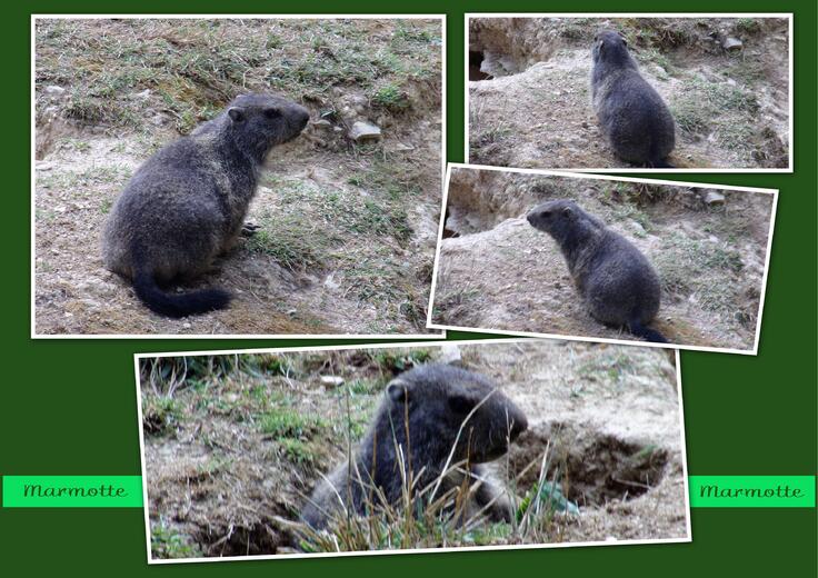 Un tour au Zoo de Chizé