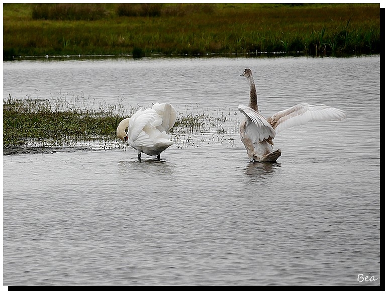 La danse des cygnes