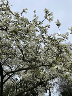 Les cerisiers en fleurs aussi à Lausanne