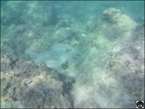 Grèce, vue sous-marine, de la mer Egée, île de Rhodes