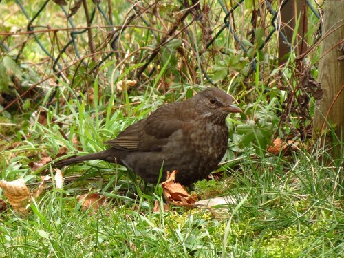 Oiseaux de mon jardin