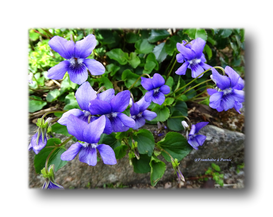 Violettes du jardin 