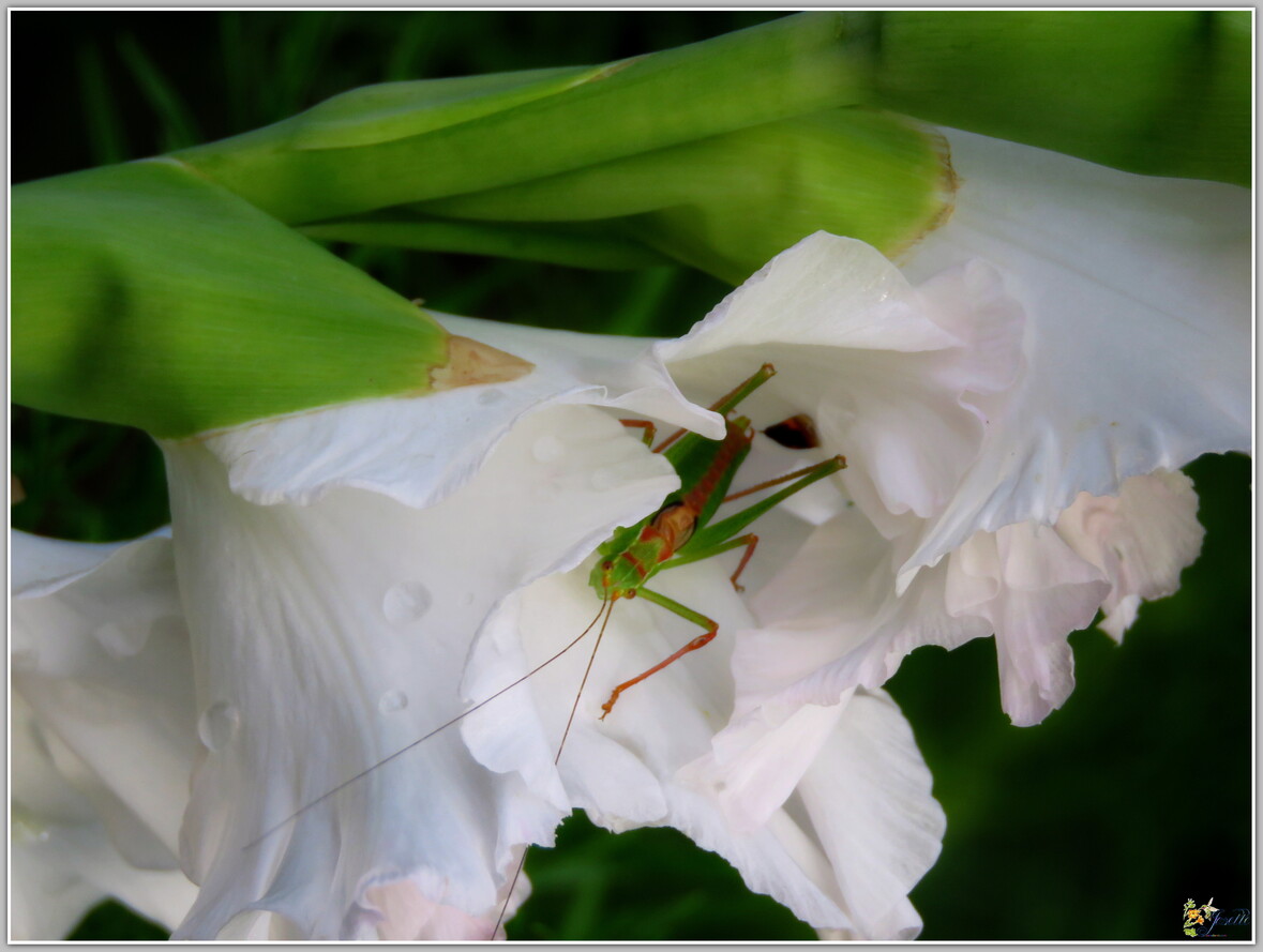 MOI  JE   RESTE  AU  JARDIN