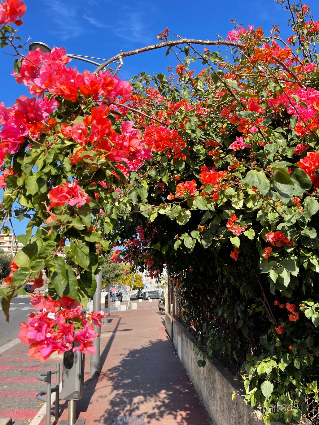 Bougainvillier - Bastia