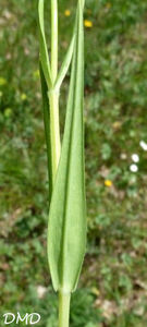 Stellaria holostea - stellaire holostée