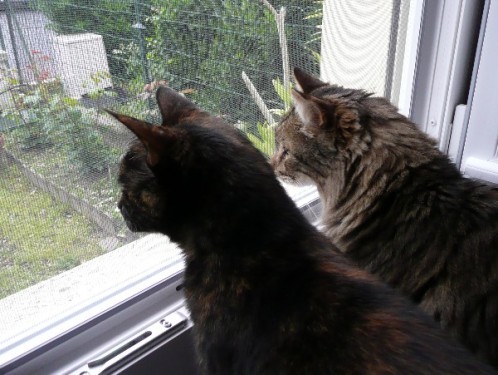 fenêtre moustiquaire chat 4