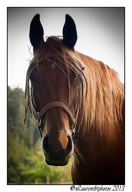 Portrait chevalin...