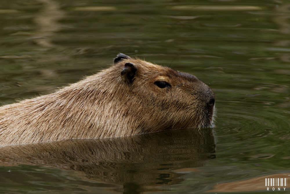 Capybara, entre terre et eau.