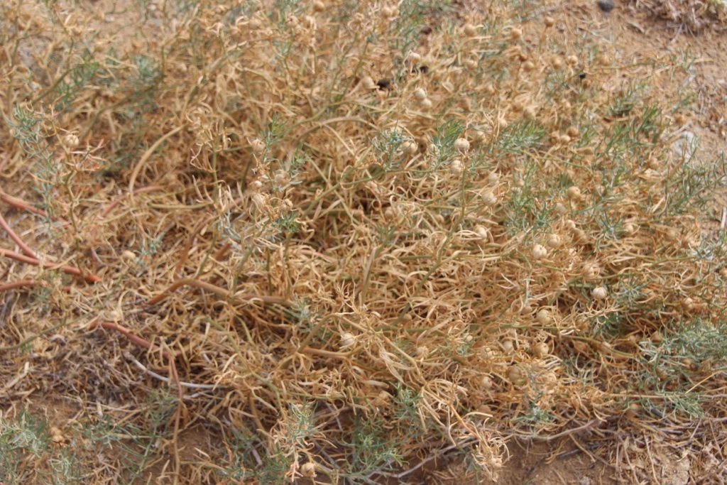 Les plantes du désert Kyzyl koum - bluesy