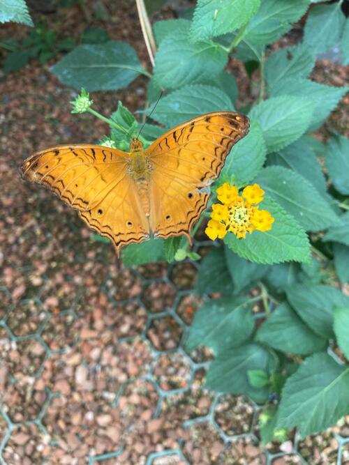 Jardins des papillons Alsace 3