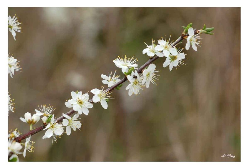 branche-fleurie-.jpg