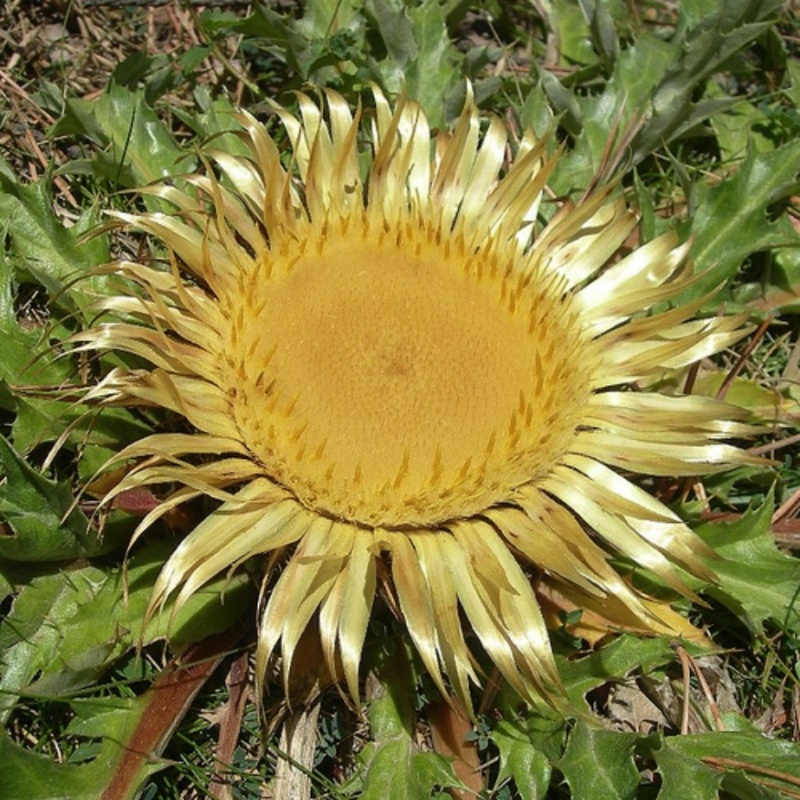 LES FLEURS DES ALPES .