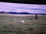 Cinéma Le chien jaune de Mongolie