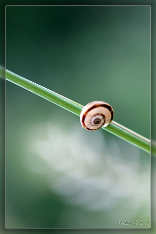 Entouré ou en solitaire