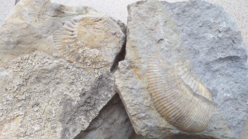 PS MS - Sortie "fossiles" dans les marnes et calcaires de Vesseaux