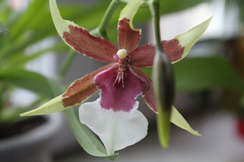 Nouvelle fleur d'orchidée ce matin