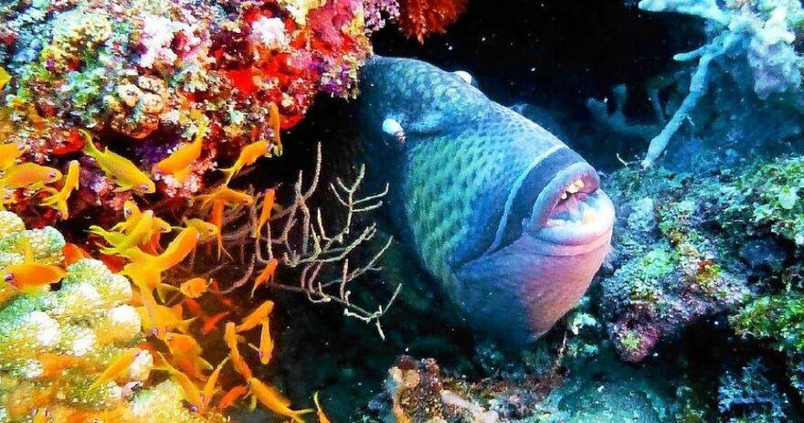 Méditerranée : le poisson mordeur continue de s'en prendre aux baigneurs