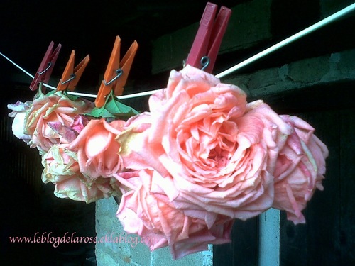 Guirlande de roses/roses garland