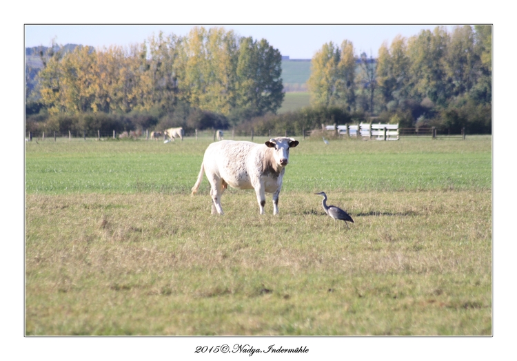 Vaches dans les Ardennes