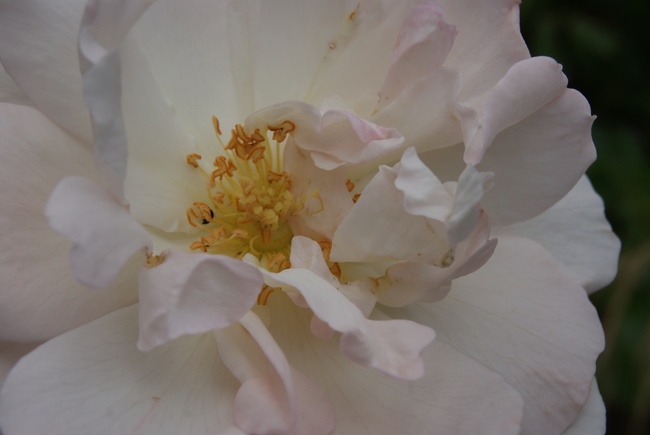 Un écrin pour la rose ' Plume d'ange ' de Meilland