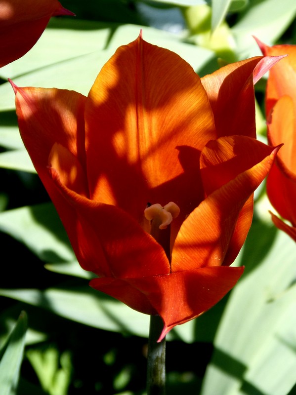 Le jardin des plantes, mais en couleur :) 