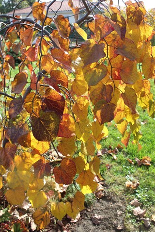 cercis canadensis 'Ruby falls'