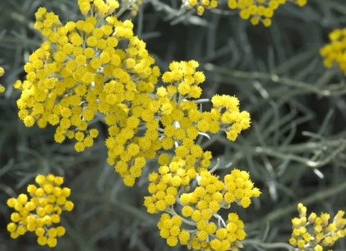 Helichrysum italicum. Immortelle d'Italie (Rustica).jpg