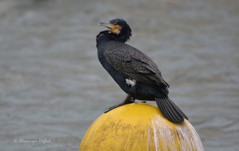 Bassin de la Villette : les Grands Cormorans sont de retour !