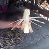 fabrique de bamboo sticky rice
