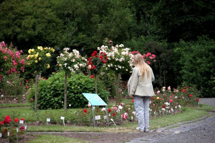 Sangerhausen Rosarium (3/...)