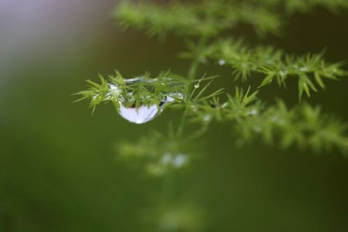 Le jardin comme exutoire (6)