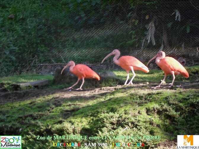  ZOO de MARTINIQUE 2/5 - 12/15  LE CARBET  972      D  15/01/2018 