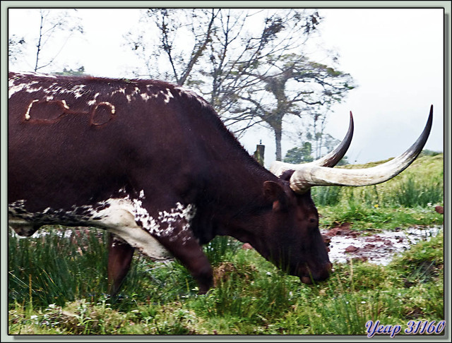 Blog de images-du-pays-des-ours : Images du Pays des Ours (et d'ailleurs ...), Longhorn cow (Vache longue cornes) - Costa Rica