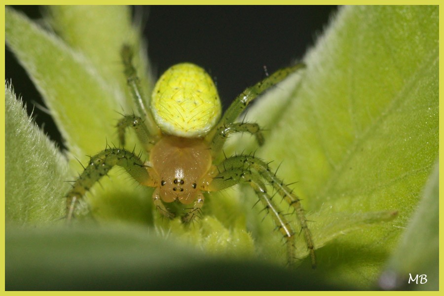 Arachnides-03-4151.jpg