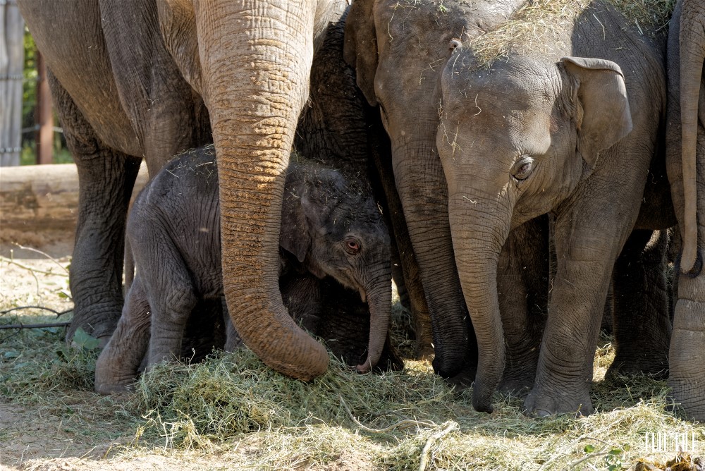 Mes premières photo d'un bébé éléphanteau de 2 jours né a Pairi Daiza. Part.3